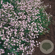 Gypsophila repens 'Rosea' GM P9