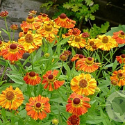 Helenium 'chepperfield' GM P9