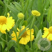 Helenium aut. 'Pumilum Magnificum' GM P9