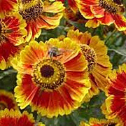 Helenium 'Biedermeier' GM P9