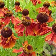 Helenium 'Crimson Beauty' GM P9
