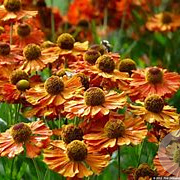 Helenium 'Kupferzwerg' GM P9