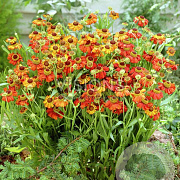 Helenium 'Red Army' GM P9