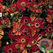 Helenium 'Rubinzwerg' GM P9