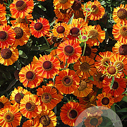 Helenium 'Short and Sassy' GM P9