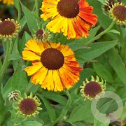 Helenium 'Waltraut' GM P9