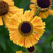 Helenium 'Wyndley' GM P9