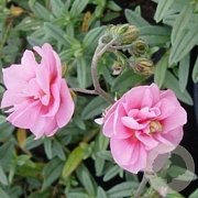Helianthemum 'Pink Double' GM P9