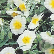 Helianthemum 'The Bride' GM P9