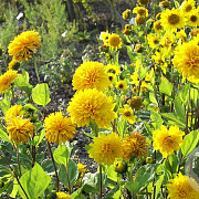 Helianthus dec. 'Soleil d'Or' GM P9