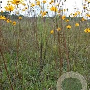 Helianthus occidentalis GM P9