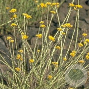 Helichrysum italicum GM P9