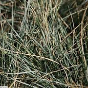 Helictotrichon sempervirens GM P9