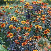 Heliopsis h. 'Bleeding Hearts' GM P9