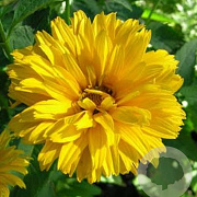 Heliopsis h. 'Summer Sun' GM P9