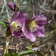 Helleborus 'Early Purple' GM P9
