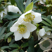 Helleborus niger GM P9