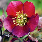 Helleborus o. 'Red Lady' GM P9