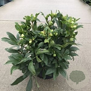 Helleborus 'Winterbells' GM P9