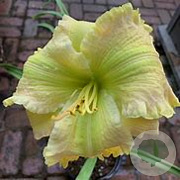 Hemerocallis 'Lauren Li' GM P9