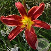 Hemerocallis 'Admiral' GM P9