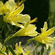 Hemerocallis altissima GM P9