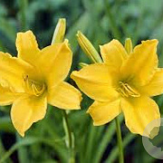 Hemerocallis 'Aten' GM P9