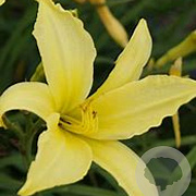 Hemerocallis 'Atlas' GM P9