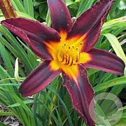 Hemerocallis 'Black Prince' GM P9
