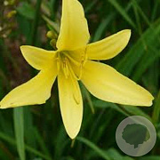 Hemerocallis citrina GM P9