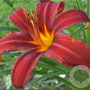 Hemerocallis 'Crimson Pirate' GM P9