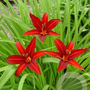 Hemerocallis 'Crimson Pirate' GM P9