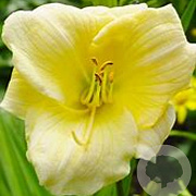 Hemerocallis 'Dutch Gold' GM P9