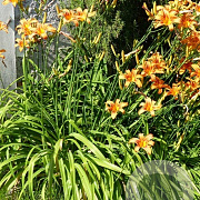 Hemerocallis fulva GM P9