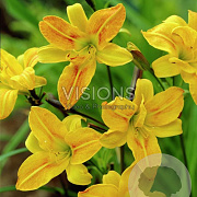 Hemerocallis 'Golden Chimes' GM P9