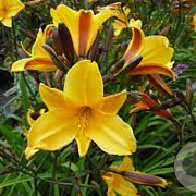 Hemerocallis 'Golden Chimes' GM P9