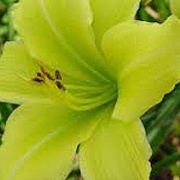 Hemerocallis 'Green Flutter' GM P9