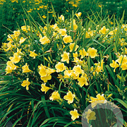 Hemerocallis 'Happy Returns' GM P9