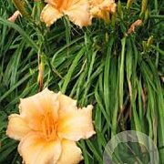 Hemerocallis 'Louise Manelis' GM P9