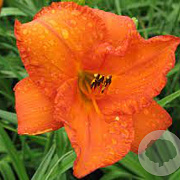 Hemerocallis 'Mauna Loa' GM P9