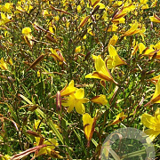 Hemerocallis middendorffii GM P9