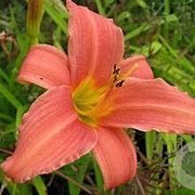 Hemerocallis 'Pink Charm' GM P9