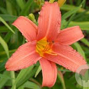 Hemerocallis 'Pink Damask' GM P9