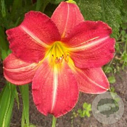 Hemerocallis 'Red Rum' GM P9