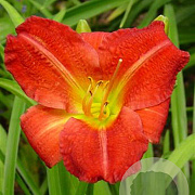 Hemerocallis 'Red Rum' GM P9