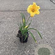 Hemerocallis 'Stella de Oro' GM P9