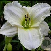 Hemerocallis 'White Temptation' GM P9