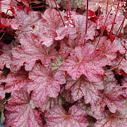 Heuchera 'Berry Smoothie' GM P9