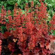 Heuchera 'Cherry Cola' gm p9