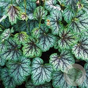 Heuchera 'Green Spice' GM P9